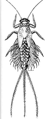 Bild des Verkufers fr The Mayflies, or Ephemeroptera, of Illinois zum Verkauf von Entomological Reprint Specialists