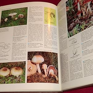 Imagen del vendedor de LES CHAMPIGNONS - Dictionnaire des champignons et des termes de mycologie a la venta por LE BOUQUINISTE
