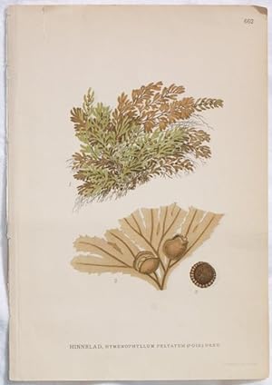 HINNBLAD Hymenophyllum peltatum (Poir.) Desv.,
