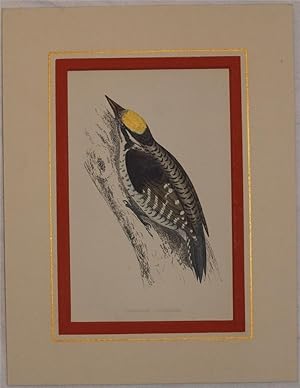 Three-toed woodpecker (Picoides tridactylus) Picchio tridattilo,