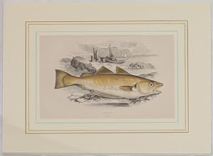 WHITING,