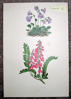 Antique Botanical Chromolithograph- Soldanella Alpina and Hedysarum Obscurum.
