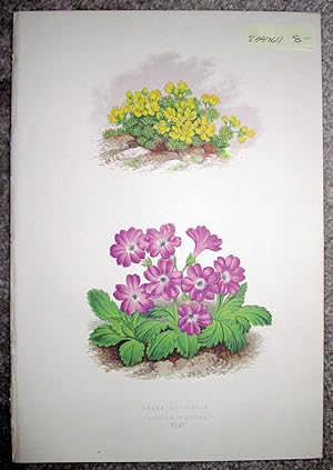 Antique Botanical Chromolithograph- Draba Glacialis and Primula Viscosa.