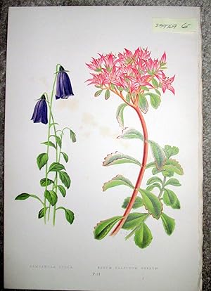 Antique Botanical Chromolithograph- Campanula Pulia and Sedum Pallidum Roseum.
