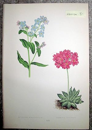 Antique Botanical Chromolithograph- Myosotis Dissitiflora and Primula Farinosa.