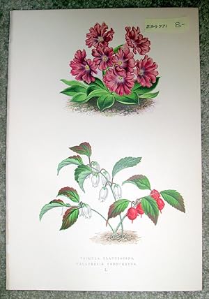 Antique Botanical Chromolithograph- Primula Glaucescens and Gaultheria Procumbens.