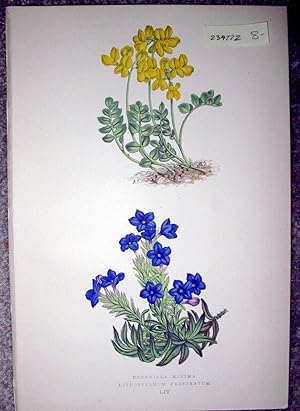Antique Botanical Chromolithograph- Coronilla Minima and Lithospermum Prostratum.