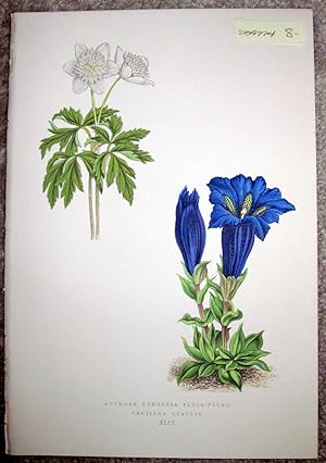 Antique Botanical Chromolithograph- Anemone Nemorosa and Flore-Pleno Gentiana Acaulis.