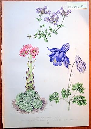 Antique Botanical Chromolithograph- Linaria Origanifolia, Semperivium Arachnoideum and Aquilegia ...