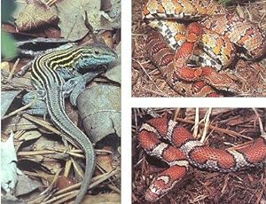 Bild des Verkufers fr The reptiles of Virginia. zum Verkauf von Andrew Isles Natural History Books