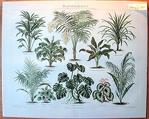 Antique Chromolithograph. Rubber Plants, Palm Trees.