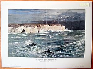 Antique Folio Chromolithograph. Dolphins, Sea Gulls.