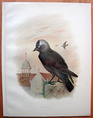 Antique Copperplate Color Engraving. Jackdaw.