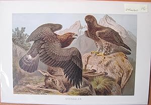 Antique Chromolithograph. Golden Eagles.