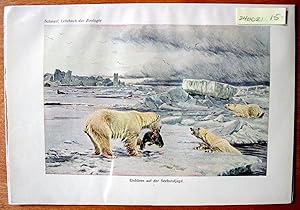 Antique Chromolithograph. Polar Bears.