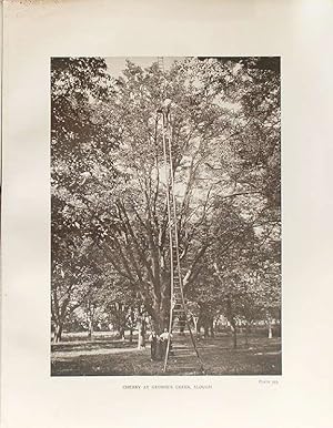 The Trees of Great Britain & Ireland