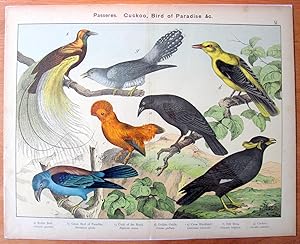 Antique Chromolithograph. Roller Bird, Great Bird of Paradise, Cock of the Rock, Golden Oriole, C...