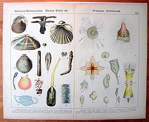 Antique Chromolithograph. Mollusca-Molluscoidea, Bibalve Shells. Protozoa, Animalculae.