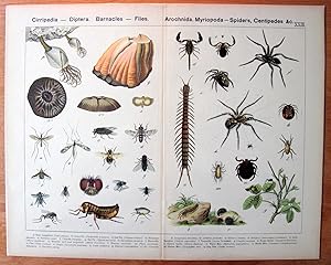 Antique Chromolithograph. Cirripedia- Diptera. Barnacles- Flies. Arochnida. Myroipoda- Spiders, C...