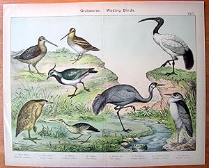 Antique Chromolithograph. Night Heron, Little Bittern, Bittern, Crane, Sacred Ibis, Woodcock, Com...