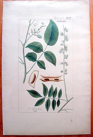 Antique Copperplate Botanical Engraving. Dalbergia.
