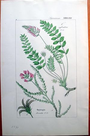 Antique Copperplate Botanical Engraving. Oxytropis.