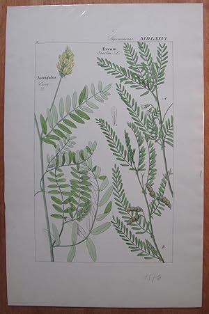 Antique Copperplate Botanical Engraving. Astratalus and Eryum.