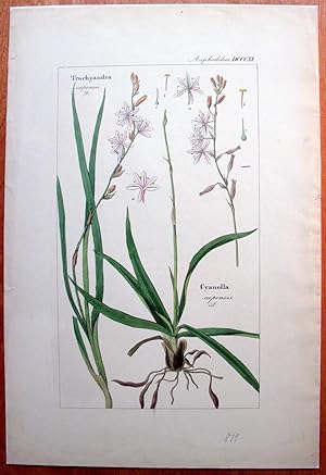 Antique Copperplate Botanical Engraving. Trachyandra and Cyanella.