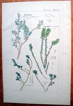 Antique Copperplate Botanical Engraving. Sphingium and Aspalathus.