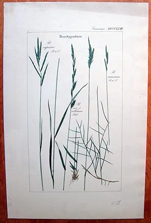 Antique Copperplate Botanical Engraving. Brachypodium.