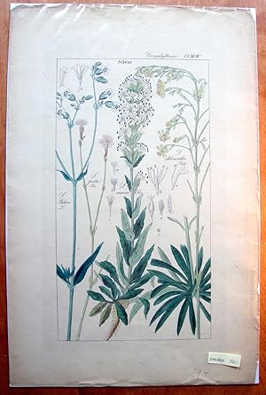 Antique Copperplate Botanical Engraving. Silene.