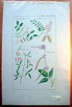 Antique Copperplate Botanical Engraving. Arachis, Abrus, and Phaseolus.