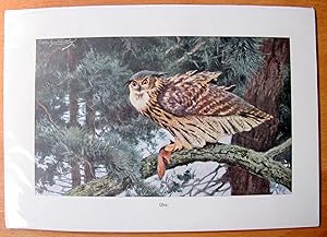 Antique Chromolithograph. Owl.