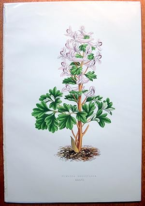 Antique Chromolithograph Botanical . Fumaria Densiflora.