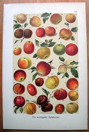 Antique Chromolithograph. Apples.