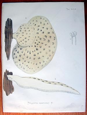 Antique Chromolithograph. Botanical- Mushrooms- Polyporus Squarmosus.