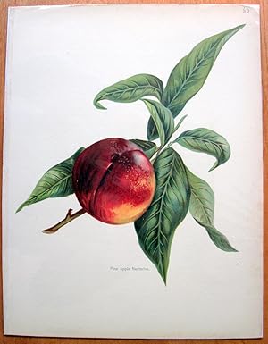 Antique Chromolithograph. Botanical- Nectarine.