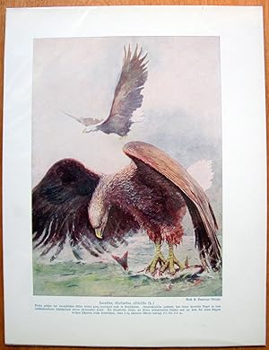 Antique Chromolithograph. White Tailed Eagle.