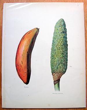 Antique Chromolithograph. Botanical- Banana and Monstera Deliciosa.