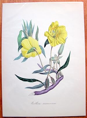 Bild des Verkufers fr Antique Chromolithograph. Botanical- LargeFruited Oenothera. zum Verkauf von Ken Jackson