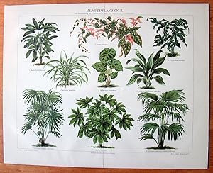 Antique Chromolithograph. Botanical- Rubber Plants.