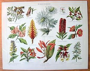 Antique Chromolithograph. Botanical- Flowers, Plants.