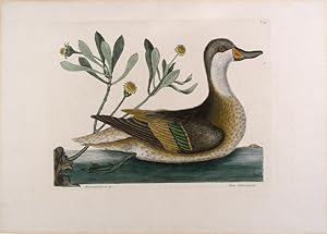 Imagen del vendedor de Anas Bahamensis [White-Cheeked Pintail] a la venta por Donald A. Heald Rare Books (ABAA)