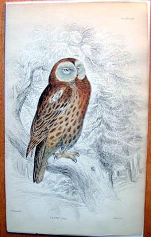 Antique Steel Engraving. Tawny Owl.