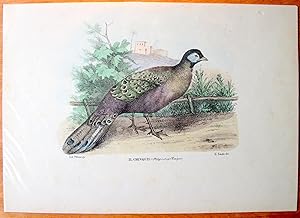 Antique Lithograph. Il Chinquis (Polypectron Chinquis).