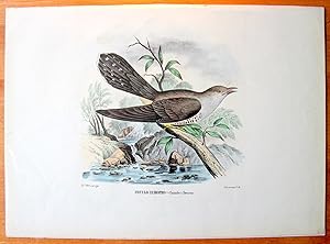 Antique Lithograph. Cuculo Europeo (Cuculus Canorus).