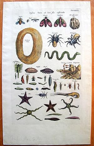 Antique Copperplate Engraving. Starfish, Flies, Spiders, Etc