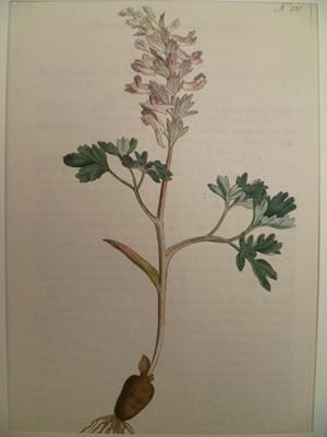 Fumaria Solida. Solid-Rooted Fumitory. (Erdrauch). Kolor. Kupferstich von W. Curtis. London, 1793...