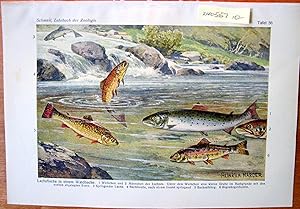 Antique Chromolithographs. Fish and Frogs. Lot of Two.