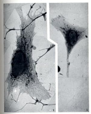 Seller image for A study of tissue culture cells by electron microscopy (pp.233-244, 5 pp., 5 Taf.). for sale by Antiq. F.-D. Shn - Medicusbooks.Com